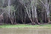 Niveau d'eau sur les arbres de la berge Pantanal Brésil