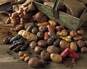 Harvest of potatoes