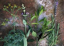 Medecinal plants on the soil