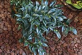 Pozzolana mulching on a sarcococca