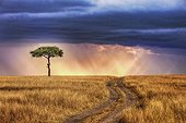 Lone tree on the plains of the Masai Mara NR Kenya ; Tracks leading to lone tree on the plains of the Masai Mara National Reserve. Sunrays breaking through storm clouds in background.