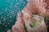 Scorpionfidh inside Barrel Sponge Bali Indonesia
