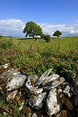 Dolmen Poulnabrone Ireland 