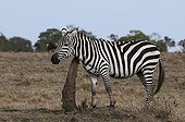 Grant's Zebra scratching in the savannah Masai Mara Kenya 