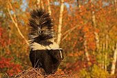 Striped Skunk in Minnesota USA