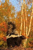 Striped Skunk in Minnesota USA