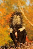 Striped Skunk in Minnesota USA