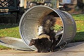 Striped Skunk in the trash in Minnesota USA