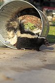 Striped Skunk in the trash in Minnesota USA