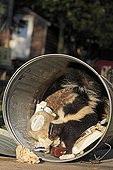 Striped Skunk in the trash in Minnesota USA