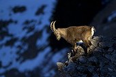 Young Ibex male on rocks Valais Alps Switzerland 