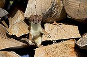Young Hermine in a woodpile Swiss Alps