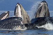 Feeding behavior of humpback whales Alaska