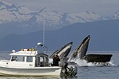 Feeding behavior of humpback whales Alaska