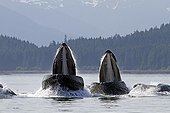 Feeding behavior of humpback whales Alaska