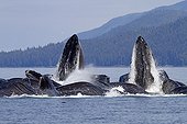 Feeding behavior of humpback whales Alaska