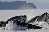 Humpback whales hunting with Bubble net feeding Alaska ; Feeding behavior of group