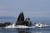 Bubble net feeding of Humpback whales in Alaska ; Feeding behavior in groups.