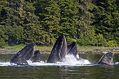 Bubble net feeding of Humpback whales in Alaska ; Feeding behavior in groups.