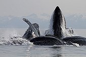 Bubble net feeding of Humpback whales in Alaska ; Feeding behavior in groups.