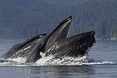 Bubble net feeding of Humpback whales in Alaska ; Feeding behavior in groups.
