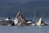 Bubble net feeding of Humpback whales in Alaska ; Feeding behavior in groups.