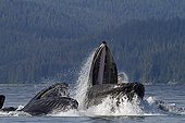 Bubble net feeding of Humpback whales in Alaska ; Feeding behavior in groups.
