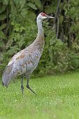 Sandhill cranes in the Kenai Peninsula in Alaska