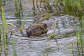 American Beaver swimming near Anchorage in Alaska