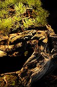 Pine bonsai presented at an exhibition in Mulhouse ; Tree presented at the event "Folies Flora" in an exhibition "The 30 most beautiful Bonsai in Europe"