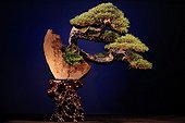 Scotch pine bonsai presented at an exhibition in Mulhouse ; Tree presented at the event "Folies Flora" in an exhibition "The 30 most beautiful Bonsai in Europe"