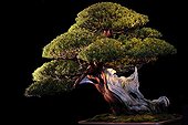 Japanese yew bonsai presented at an exhibition in Mulhouse ; Tree presented at the event "Folies Flora" in an exhibition "The 30 most beautiful Bonsai in Europe"