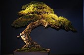 European Larch Bonsai upon exposure France  ; Tree presented at the event "Folies Flora" in an exhibition "The 30 most beautiful Bonsai in Europe"