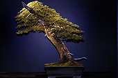 Norway pruce Bonsai at an exhibition in Mulhouse France ; Tree presented at the event "Folies Flora" in an exhibition "The 30 most beautiful Bonsai in Europe"