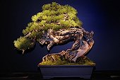 Pine Bonsai at an exhibition in Mulhouse France ; Tree presented at the event "Folies Flora" in an exhibition "The 30 most beautiful Bonsai in Europe"