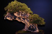 Pine Bonsai at an exhibition in Mulhouse France ; Tree presented at the event "Folies Flora" in an exhibition "The 30 most beautiful Bonsai in Europe"
