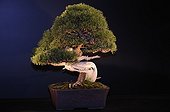 Pine Bonsai at an exhibition in Mulhouse France ; Tree presented at the event "Folies Flora" in an exhibition "The 30 most beautiful Bonsai in Europe"