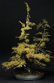 European larch Bonsai at an exhibition in Mulhouse France ; Tree presented at the event "Folies Flora" in an exhibition "The 30 most beautiful Bonsai in Europe"