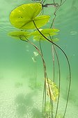 Water lily leaves on the surface of a lake Jura France ; p. 159