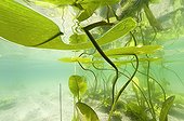 Water lily leaves at the surface of a lake Jura France ; p. 163