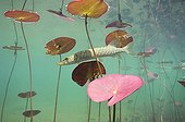 Pike on the lookout in the water lily in a lake Jura France ; p. 165