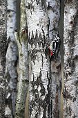 Male Great spotted woodpecker looking for food on a birch