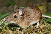 Yellow-necked Field Mouse in summer France