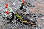 Imago of Bow-winged Grasshopper and Cup lichen France