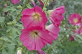 Hollyhock in bloom in a garden