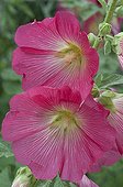 Hollyhock in bloom in a garden