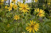 Cup plant in bloom in an organic garden