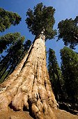 Sequoia General Sherman Sequoia and Kings Canyon NP USA ; 83.8 m; girth at ground: 31.3; volume: 1,486.9 m3; about 2,100 tonnes.