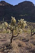 Cactus Cholla MN Organ Pipe Cactus Arizona USA