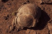 Concretions in sandstone Arizona USA ; Concrétions de grès Arizona USA